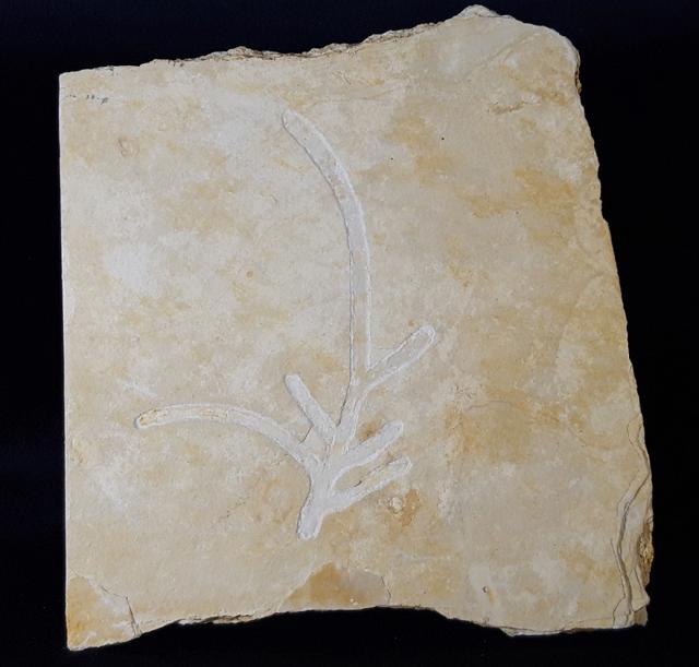 Brachyphyllum nepos SAPORTA 1884 - Bild &copy; FossNet FossilienStore